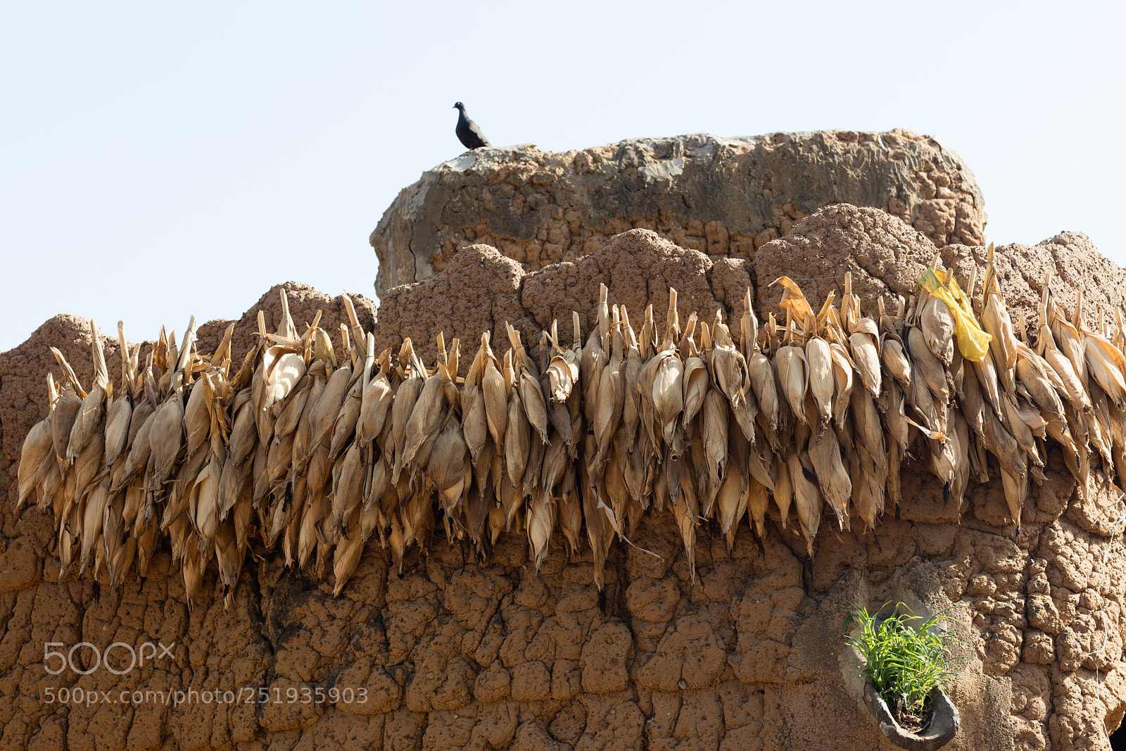 Canon EOS 5DS R sample photo. Corn in village in photography