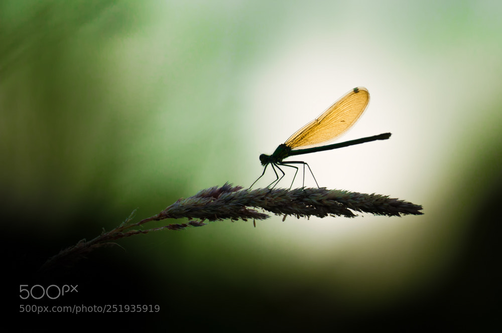 Nikon D300 sample photo. Banded demoiselle, calopteryx splendens photography