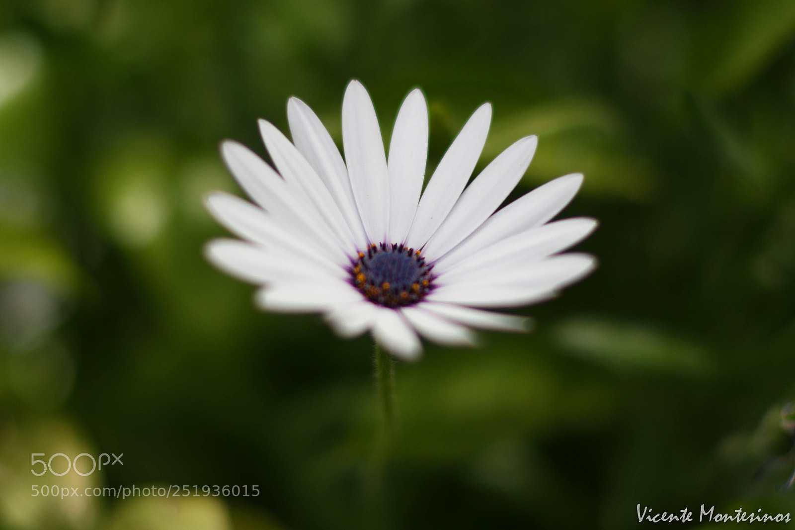 Nikon D7500 sample photo. Springtime photography