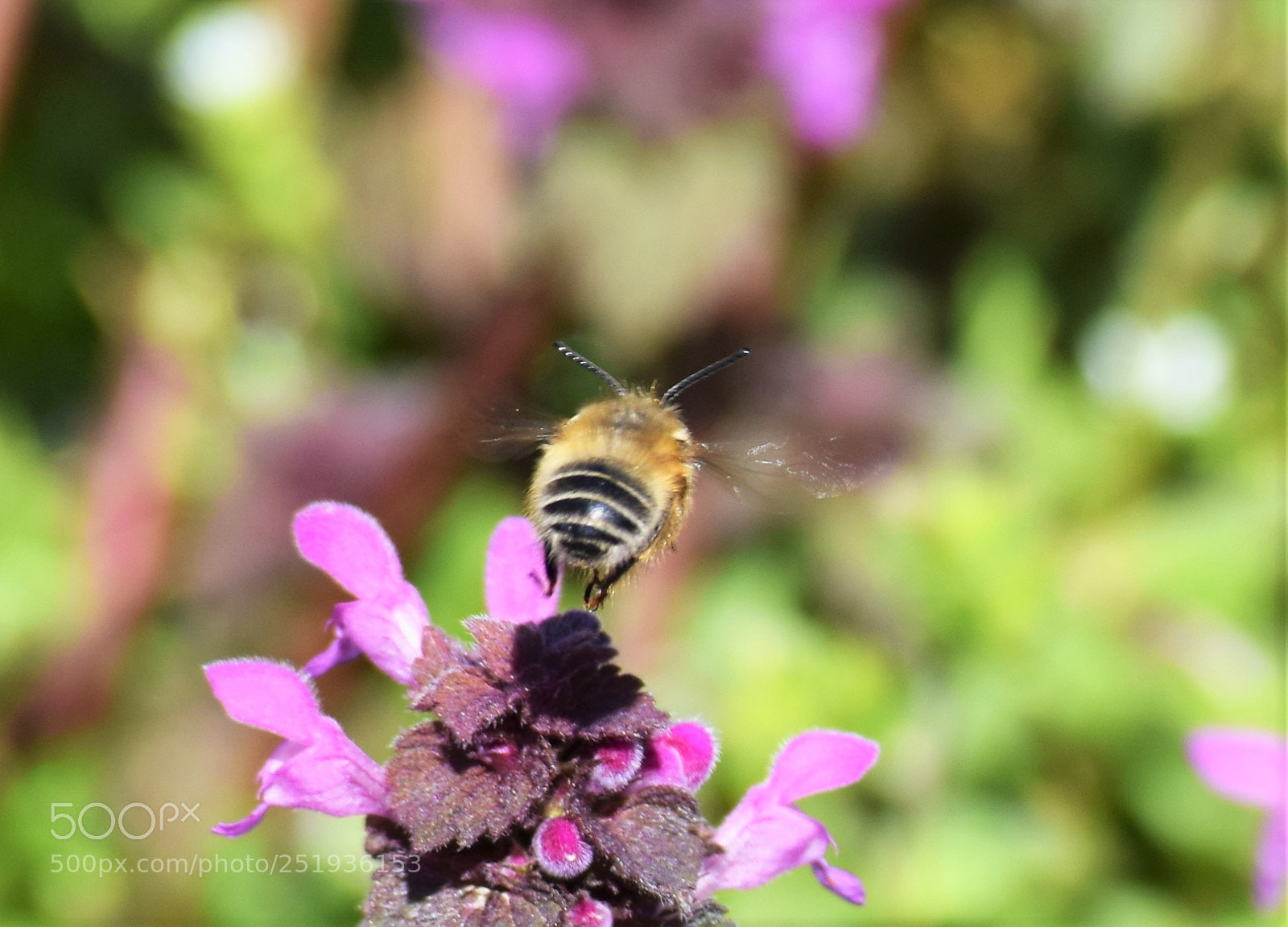 Nikon D3300 sample photo. Bee photography