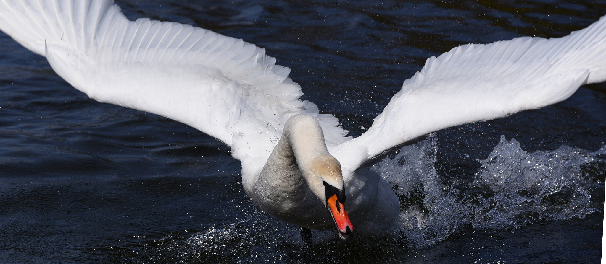 Nikon D750 + Tamron SP 70-300mm F4-5.6 Di VC USD sample photo. Excited swan photography