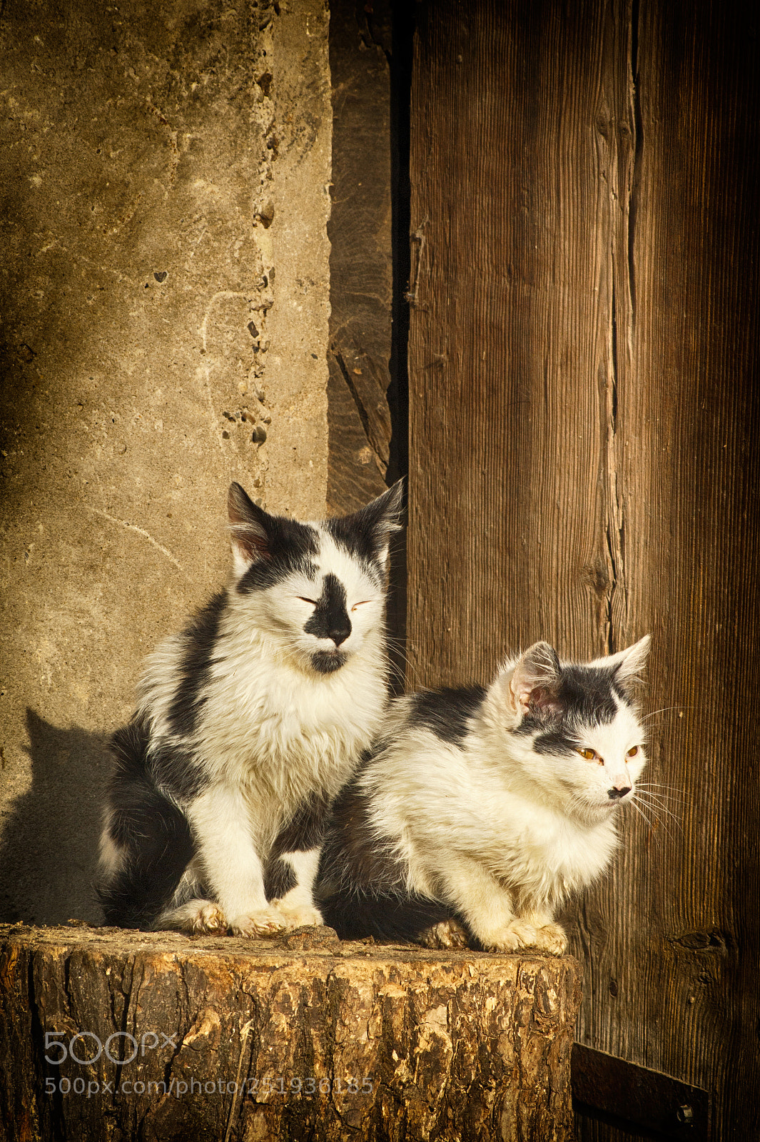 Sony Alpha DSLR-A390 sample photo. Bask in the sun photography