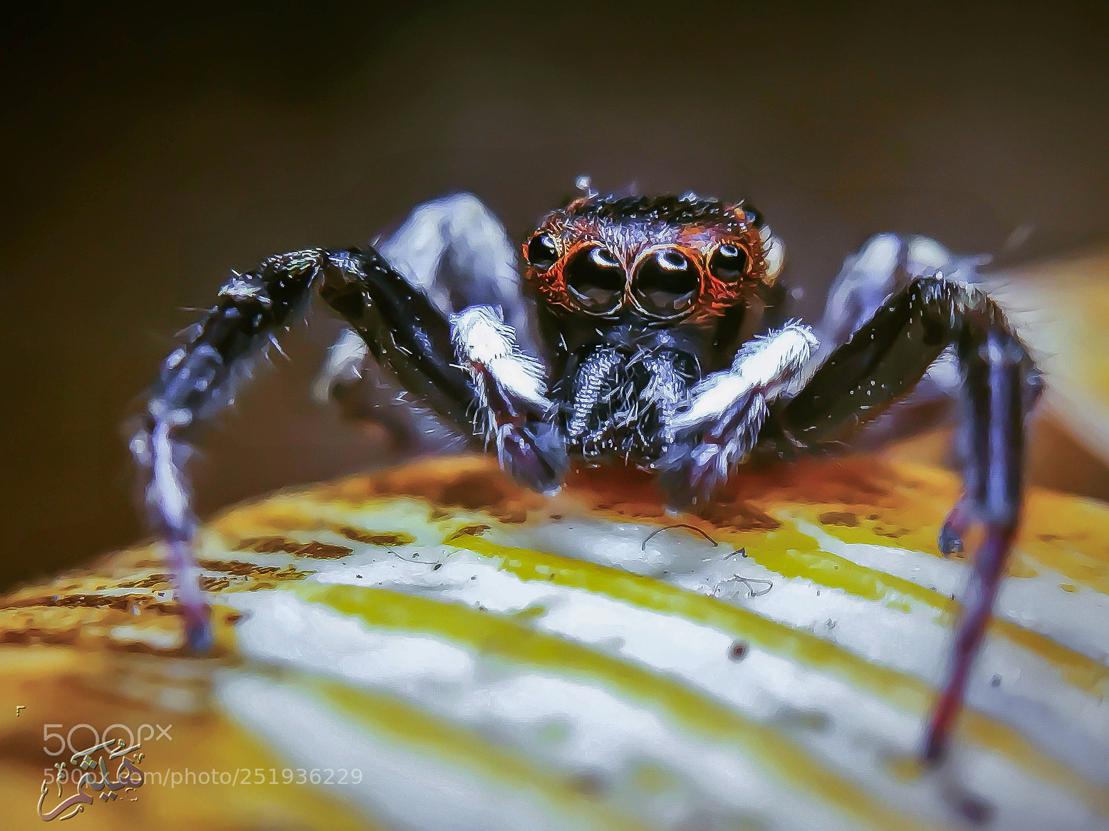 Apple iPhone 6s sample photo. Jumping spider photography