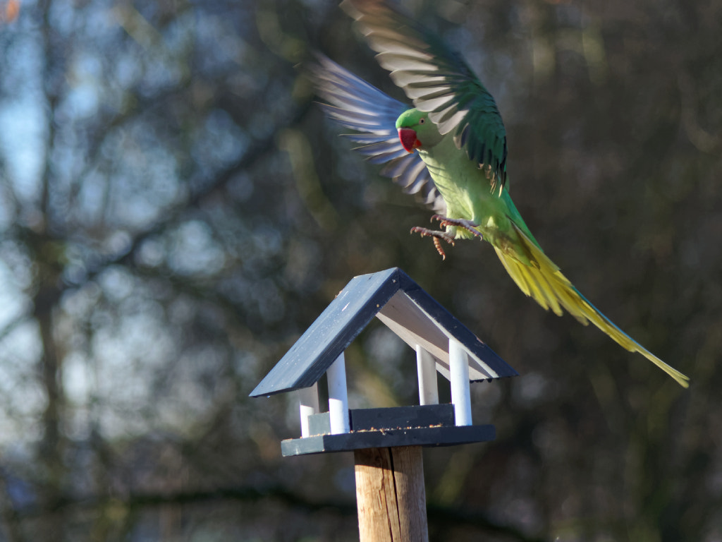 Pentax K-5 sample photo. Bird of prey... photography