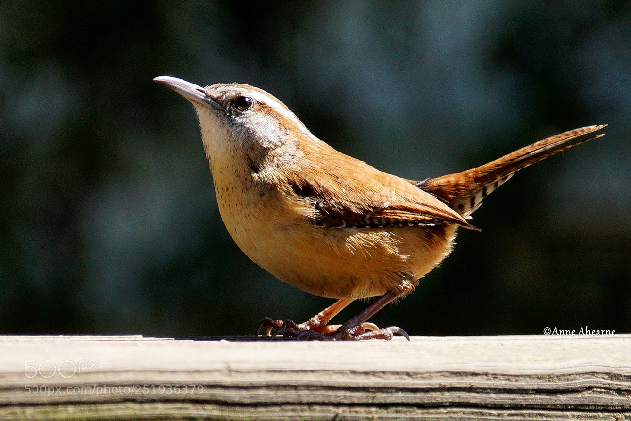 Sony ILCA-77M2 sample photo. Carolina wren photography
