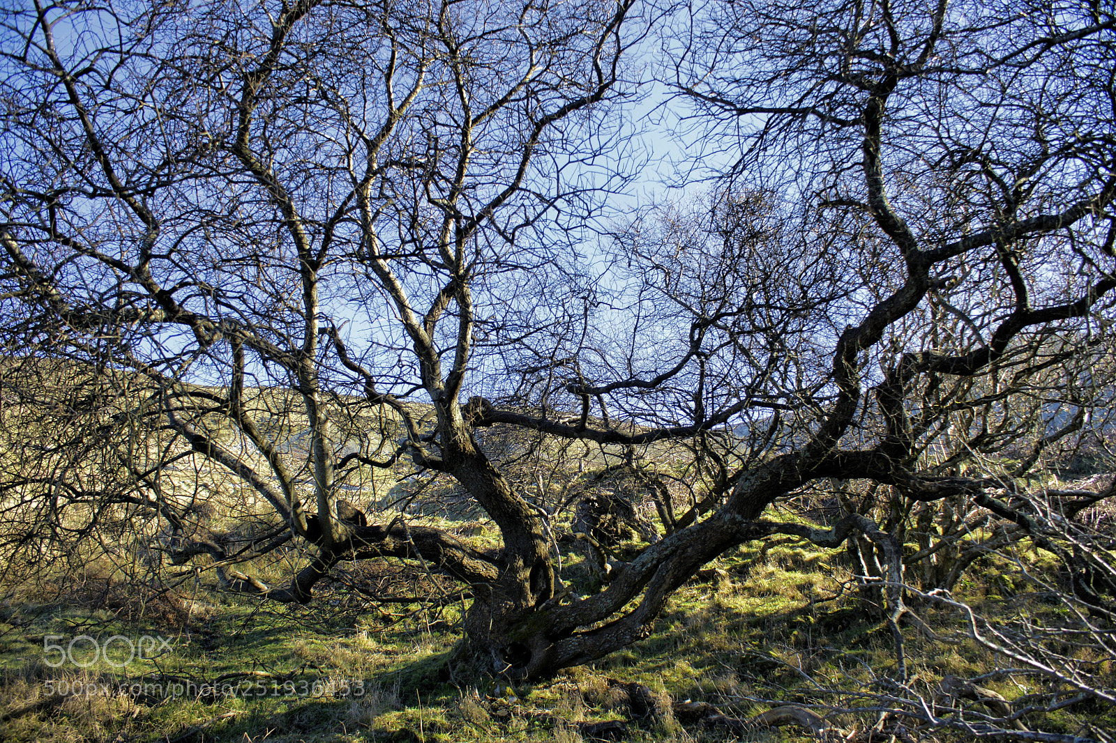 Sony Alpha DSLR-A700 sample photo. A living thing photography