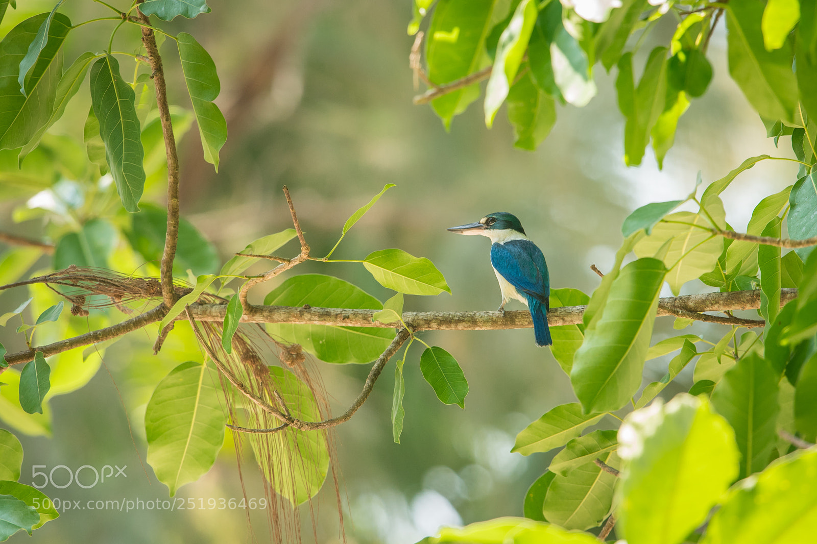 Nikon D500 sample photo. The collared kingfisher ii. photography