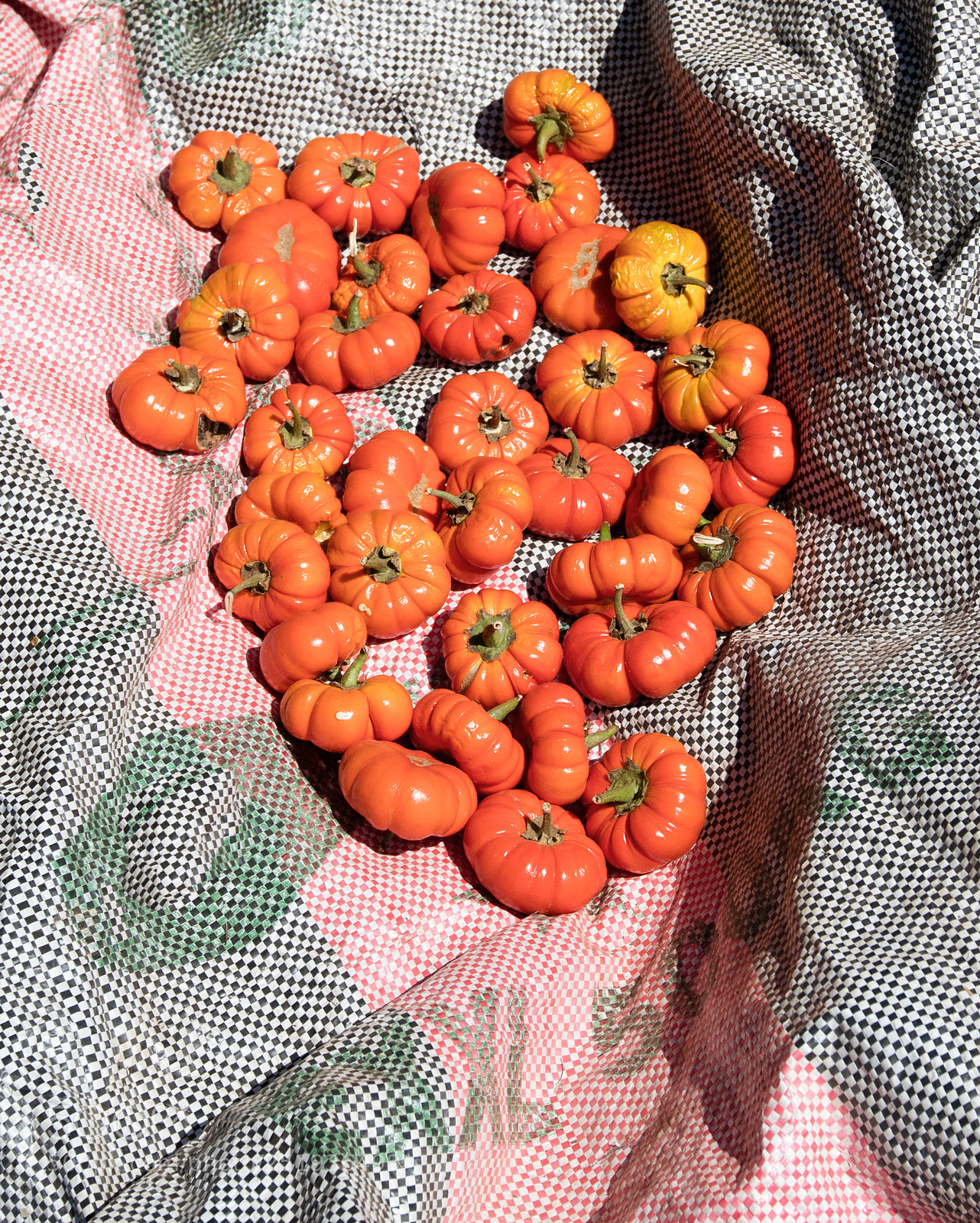 Canon EOS 5DS R sample photo. Red peppers in burkina photography
