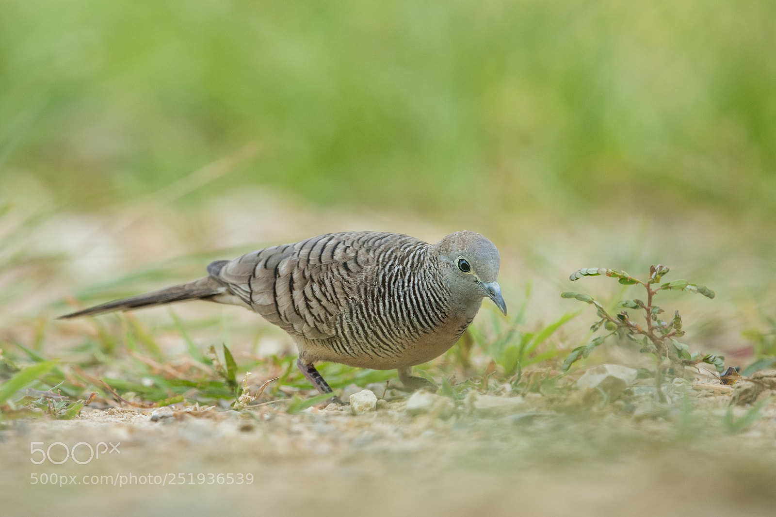 Nikon D500 sample photo. The zebra dove photography