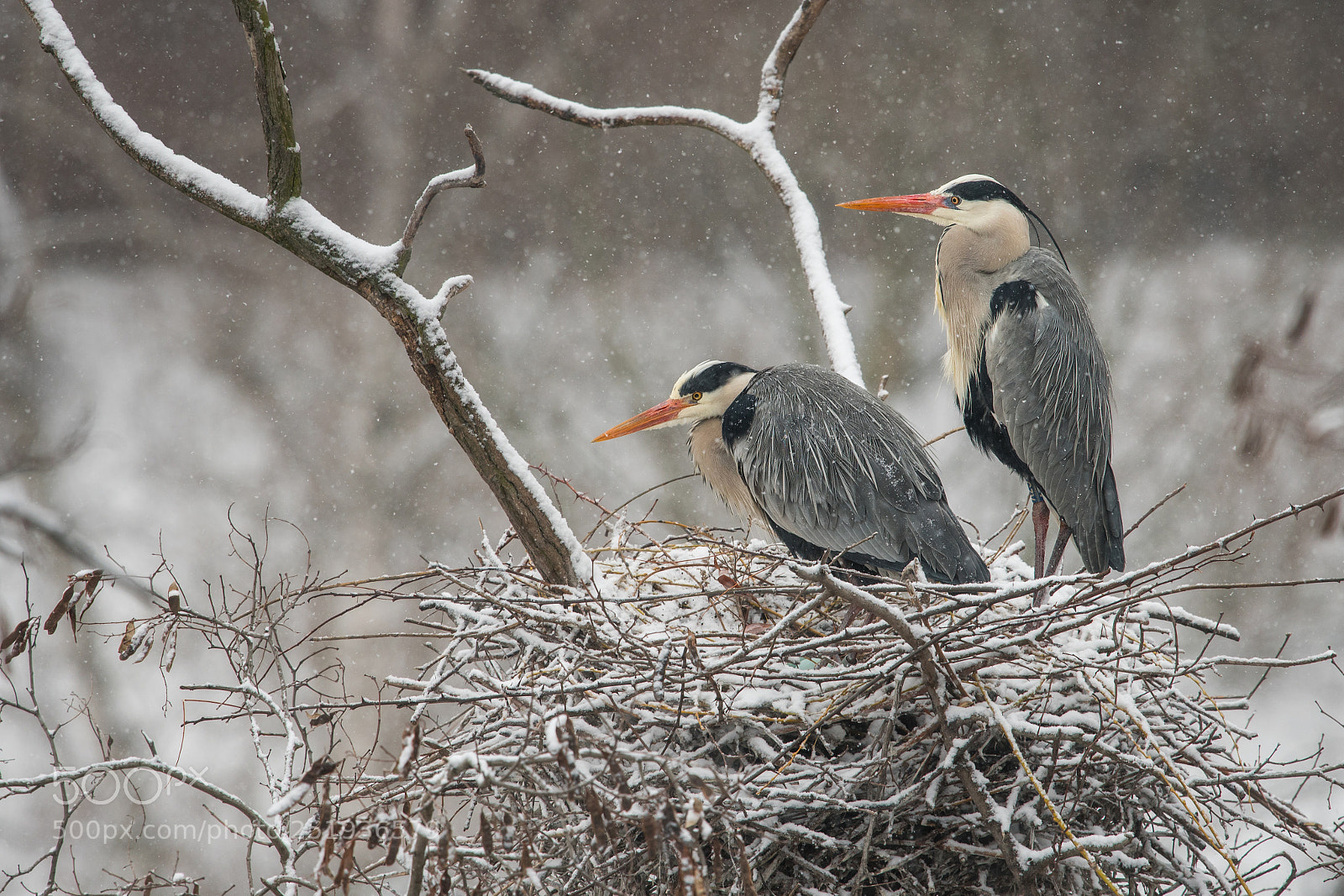 Nikon D500 sample photo. Grey herons photography