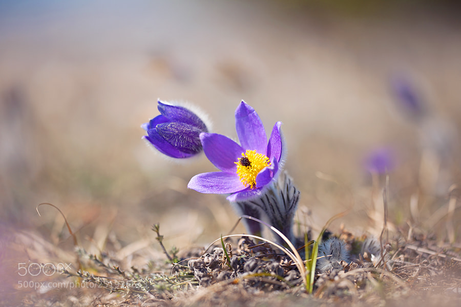 Canon EOS 5D Mark II sample photo. *** photography