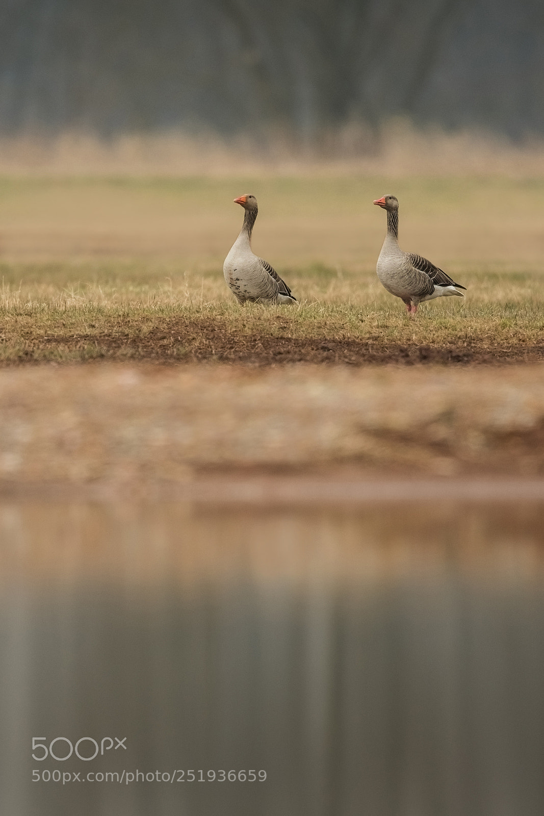 Nikon D500 sample photo. The greylag gooses photography