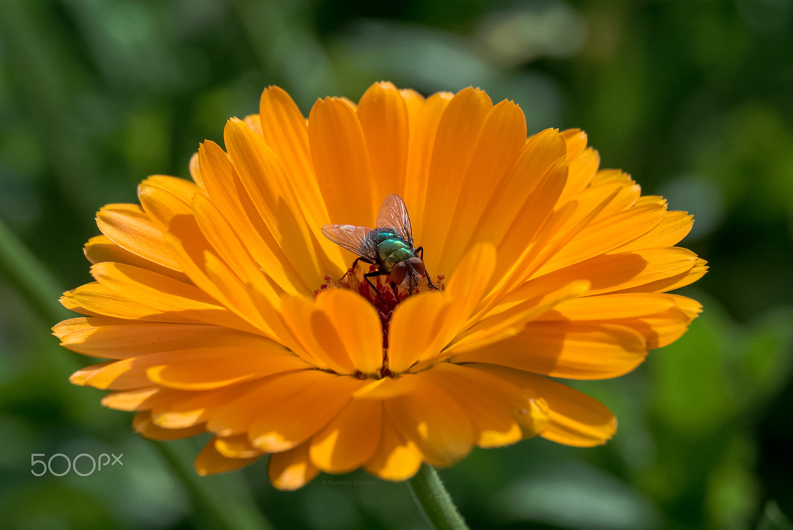 Nikon 1 V1 sample photo. Green on orange photography