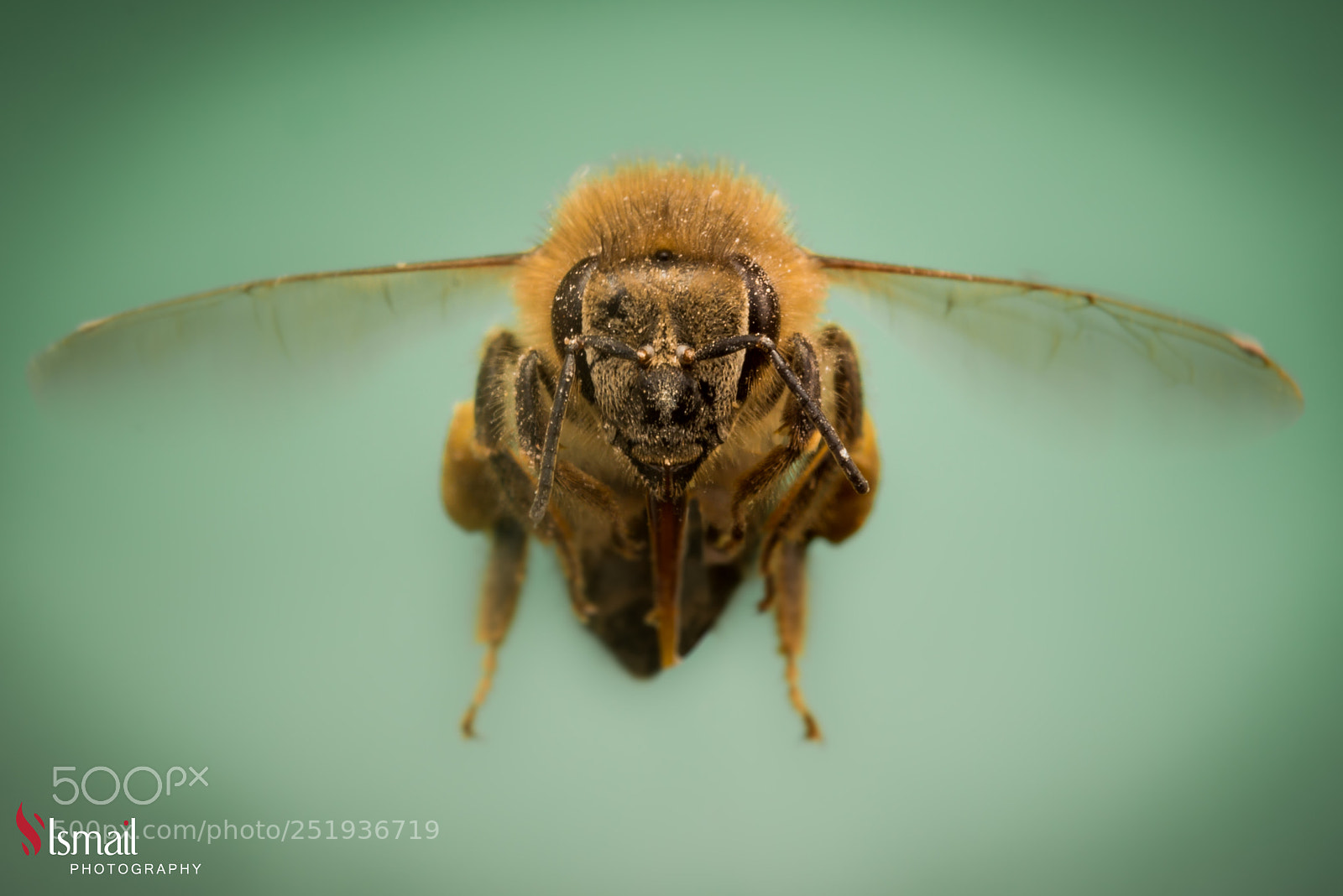 Nikon D800 sample photo. Bee photography