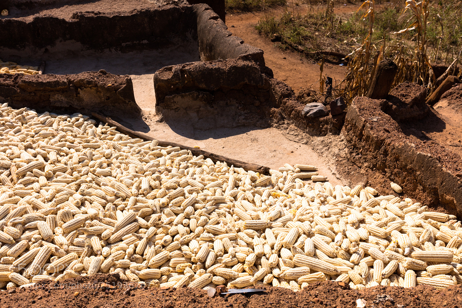Canon EOS 5DS R sample photo. Corn in village in photography