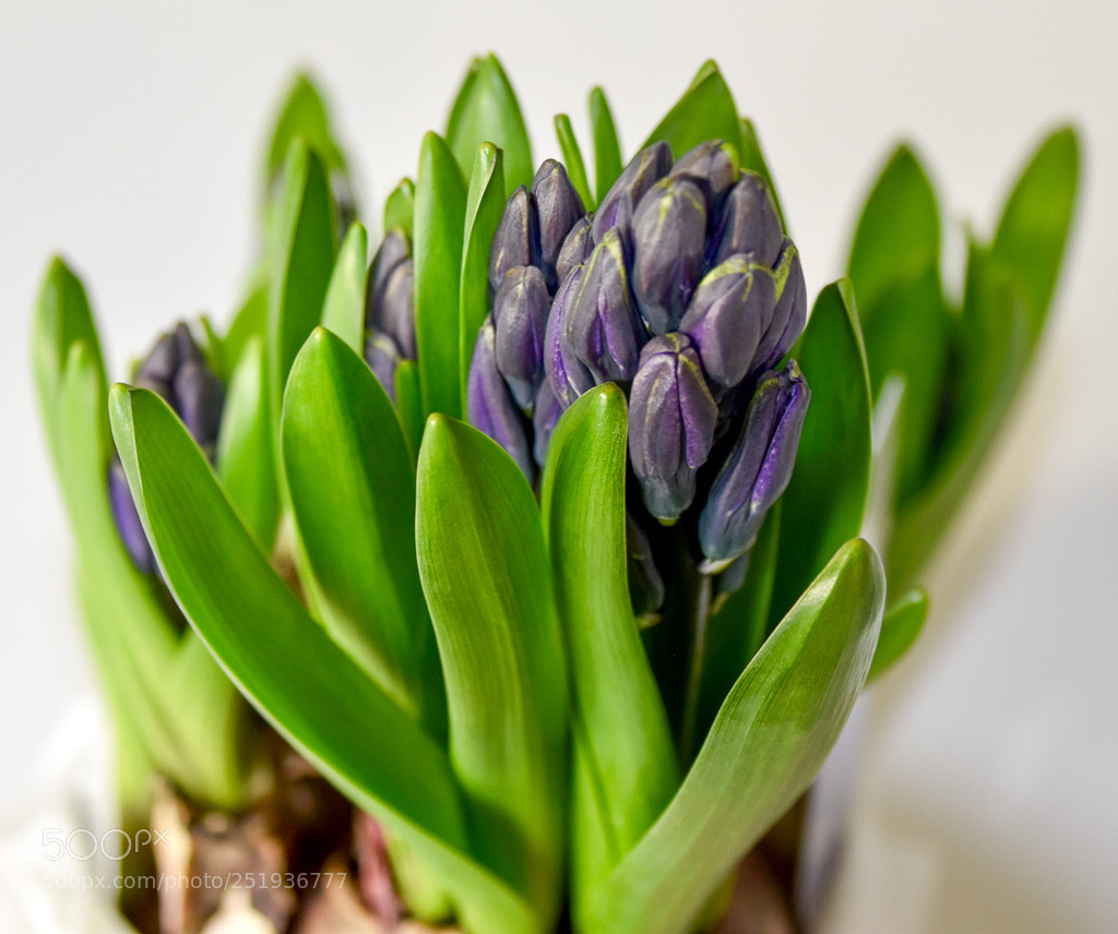 Nikon D5600 sample photo. Fullsizeoutput photography