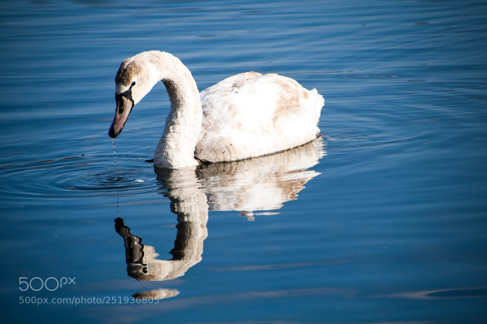 Canon EOS 1000D (EOS Digital Rebel XS / EOS Kiss F) sample photo. Swan photography