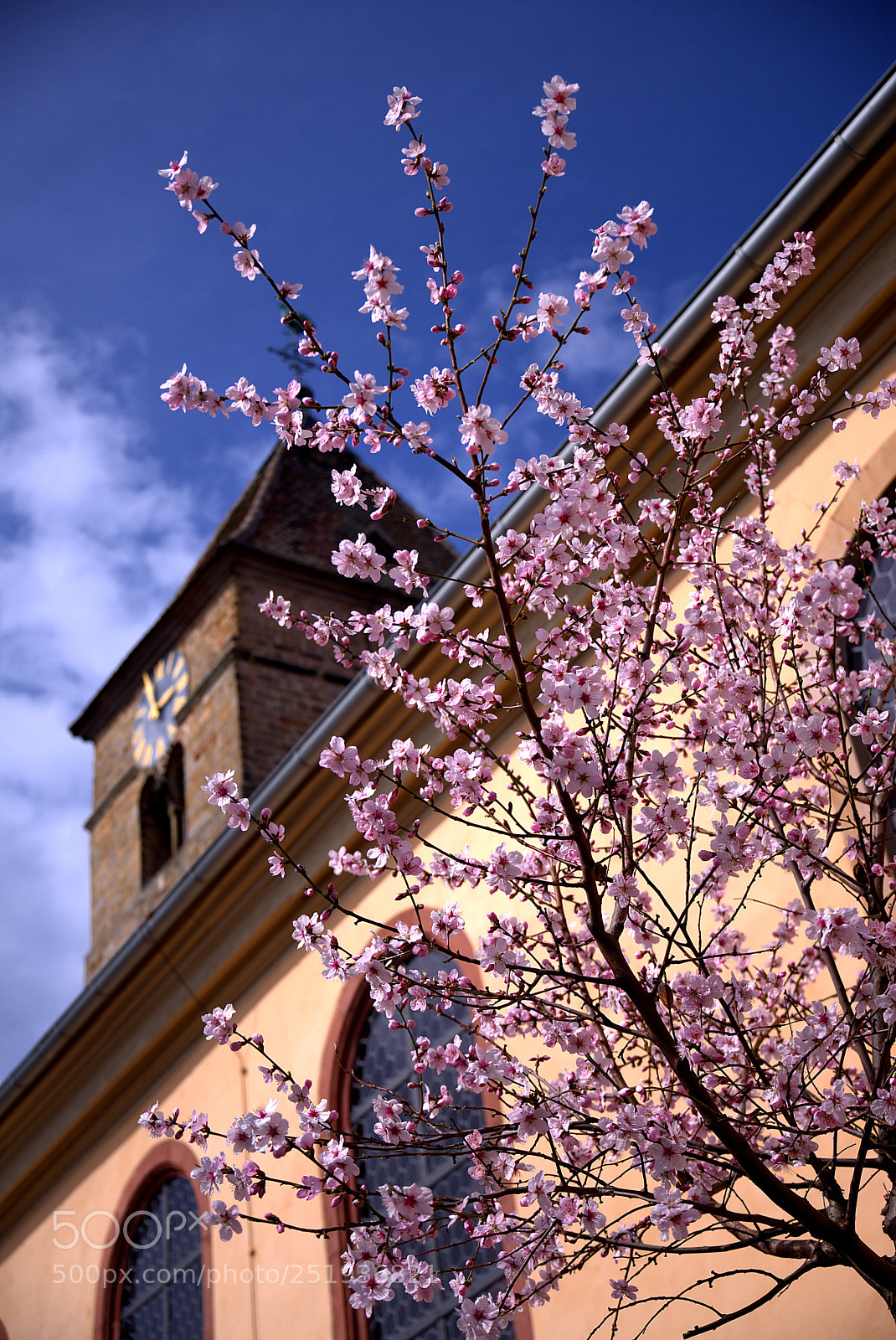 Pentax K-1 sample photo. Mandelblüte photography
