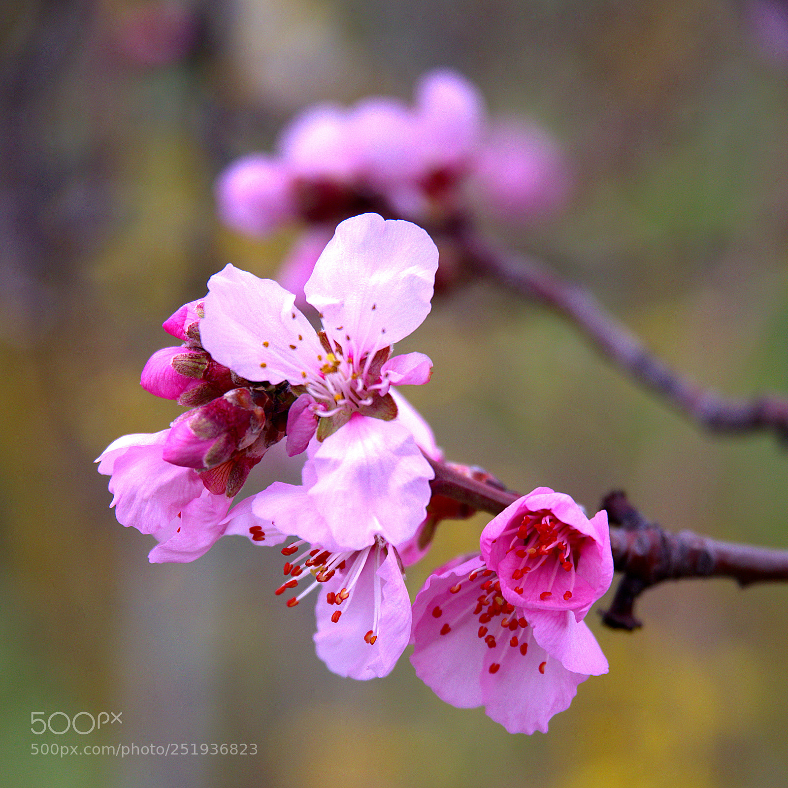 Pentax K-1 sample photo. Mandelblüten ii photography