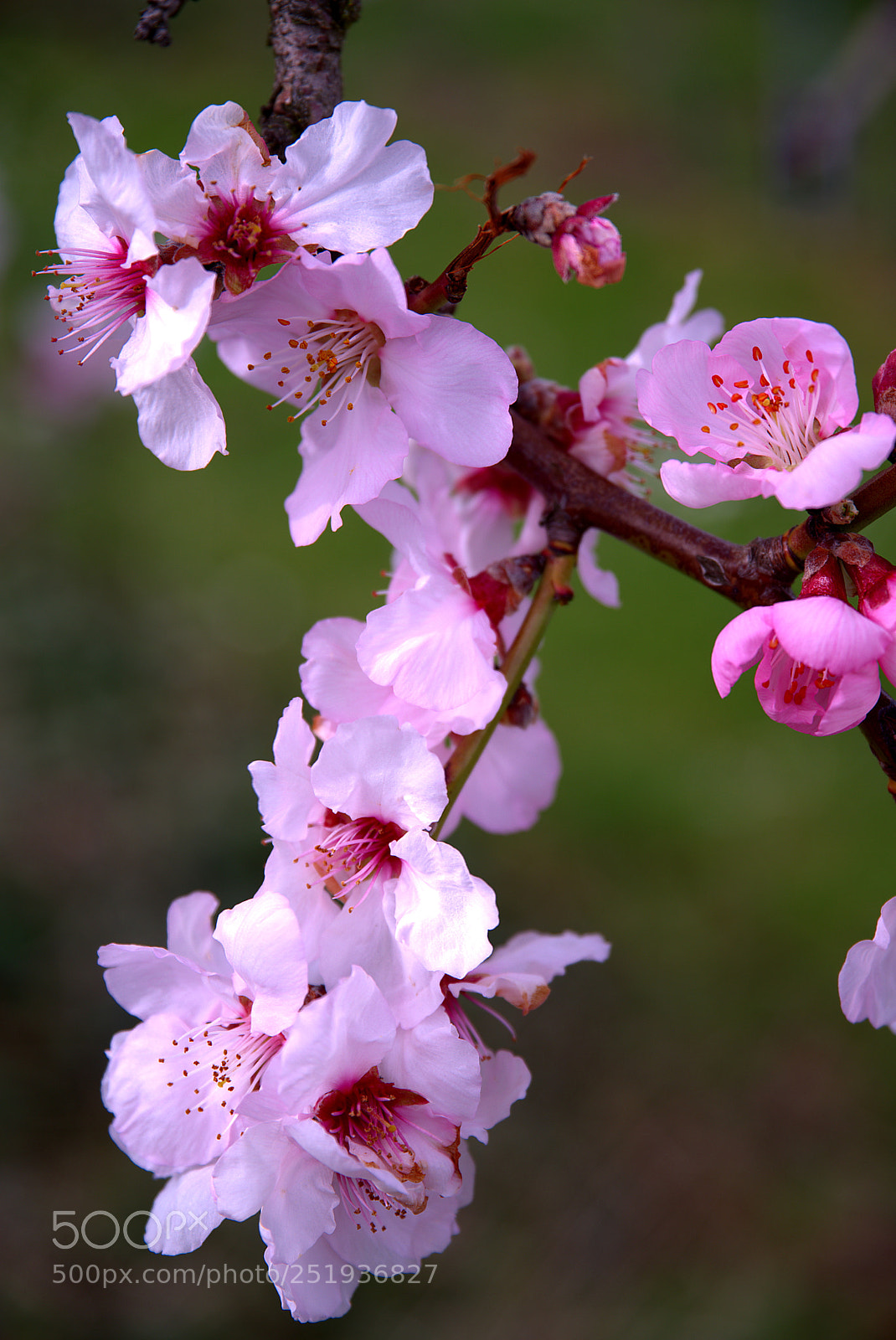 Pentax K-1 sample photo. Mandelblüten photography