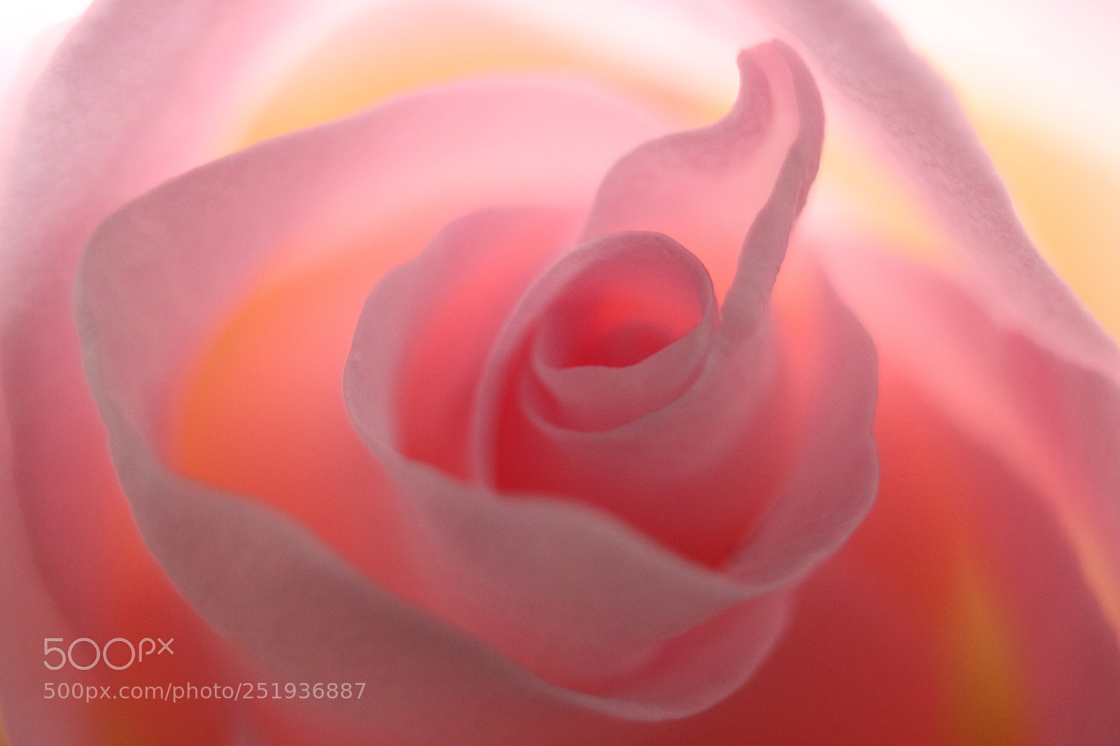 Canon EOS 70D sample photo. Sunrose photography