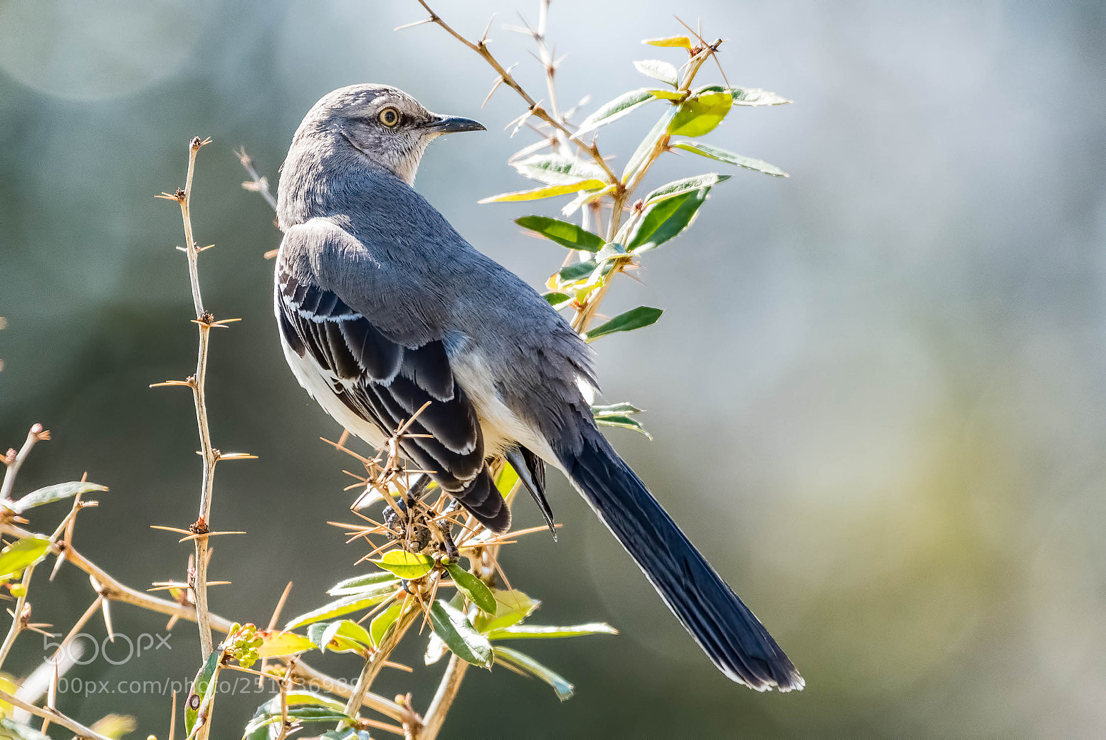 Nikon D500 sample photo. Mocking bird on spikes photography
