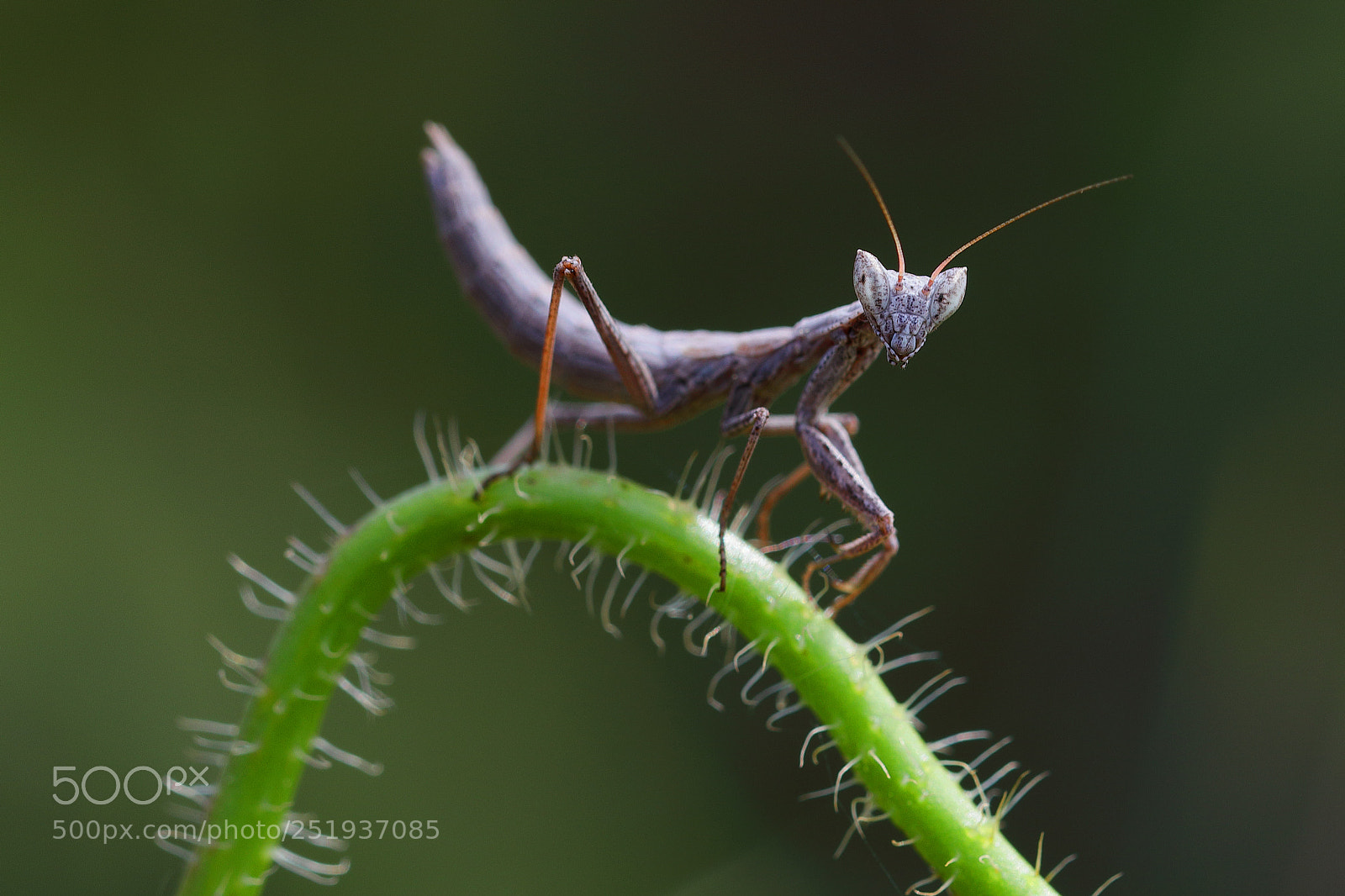 Canon EOS 5D Mark IV sample photo. Mantis photography