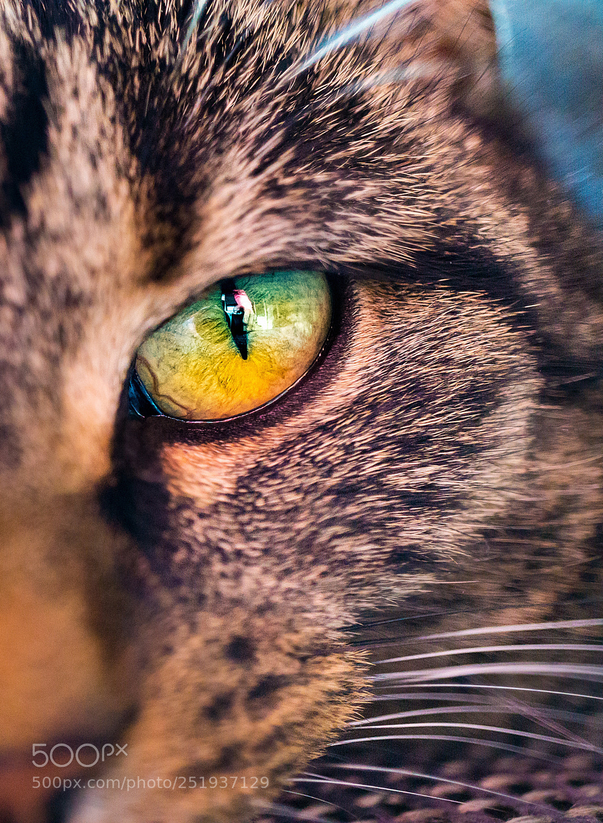 Sony a6000 sample photo. Cateye photography
