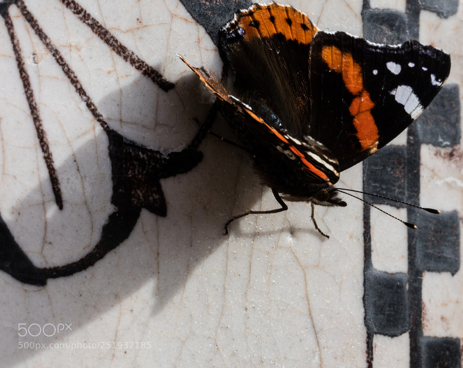 Canon EOS 5DS R sample photo. Butterfly,close up photography