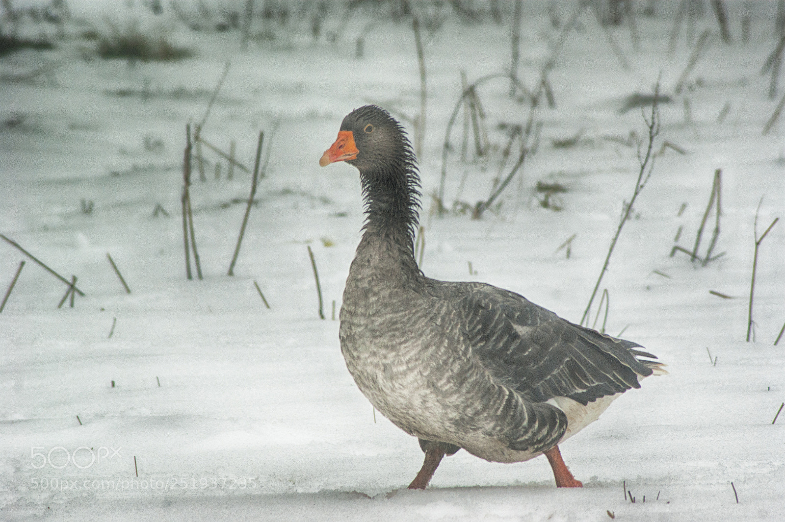 Sony Alpha DSLR-A390 sample photo. Goose photography