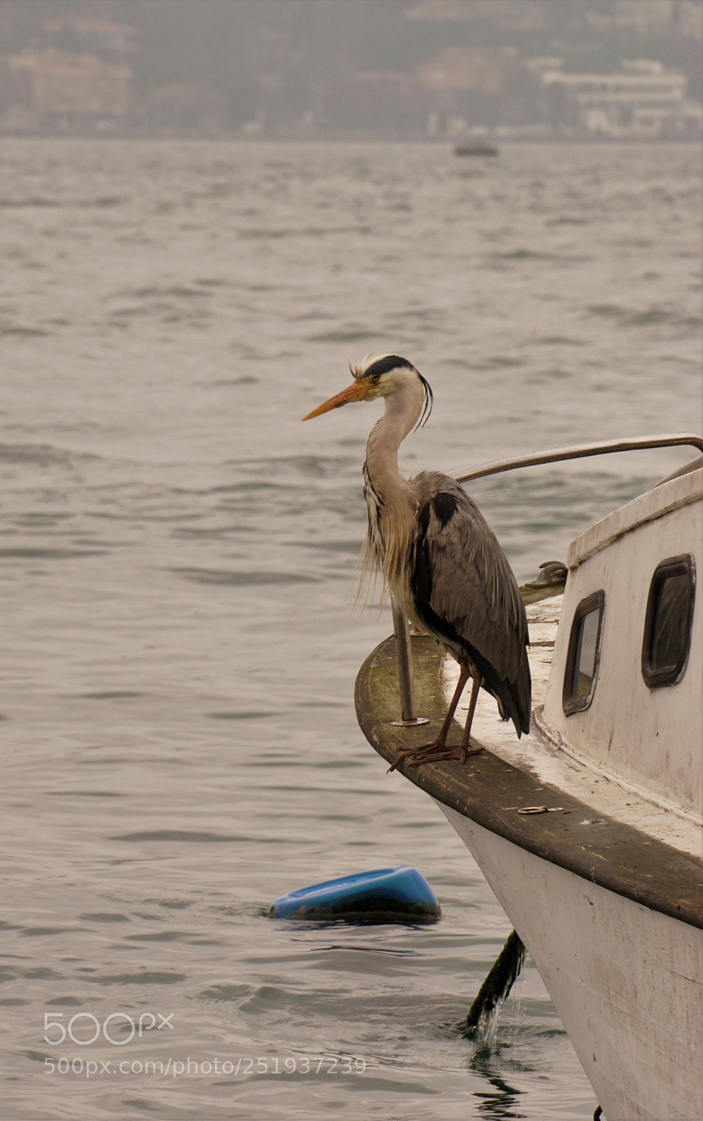 Sony a6000 sample photo. Istanbul s exotic guest photography