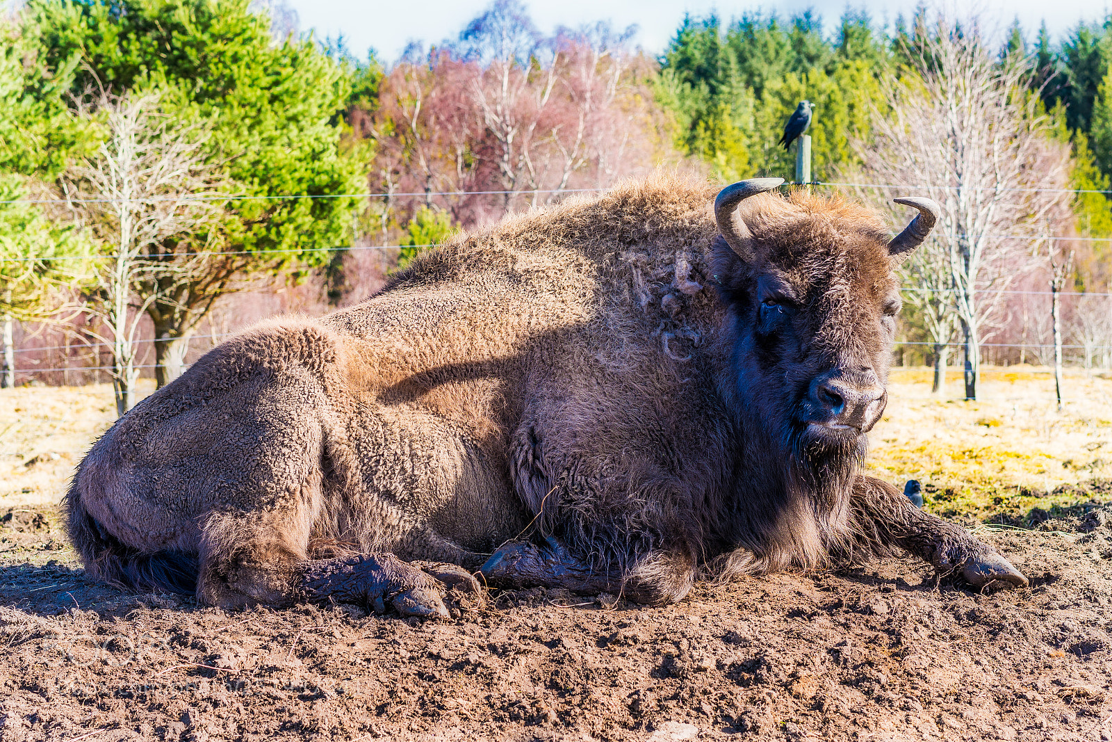 Sony a7R III sample photo. Big daddy photography