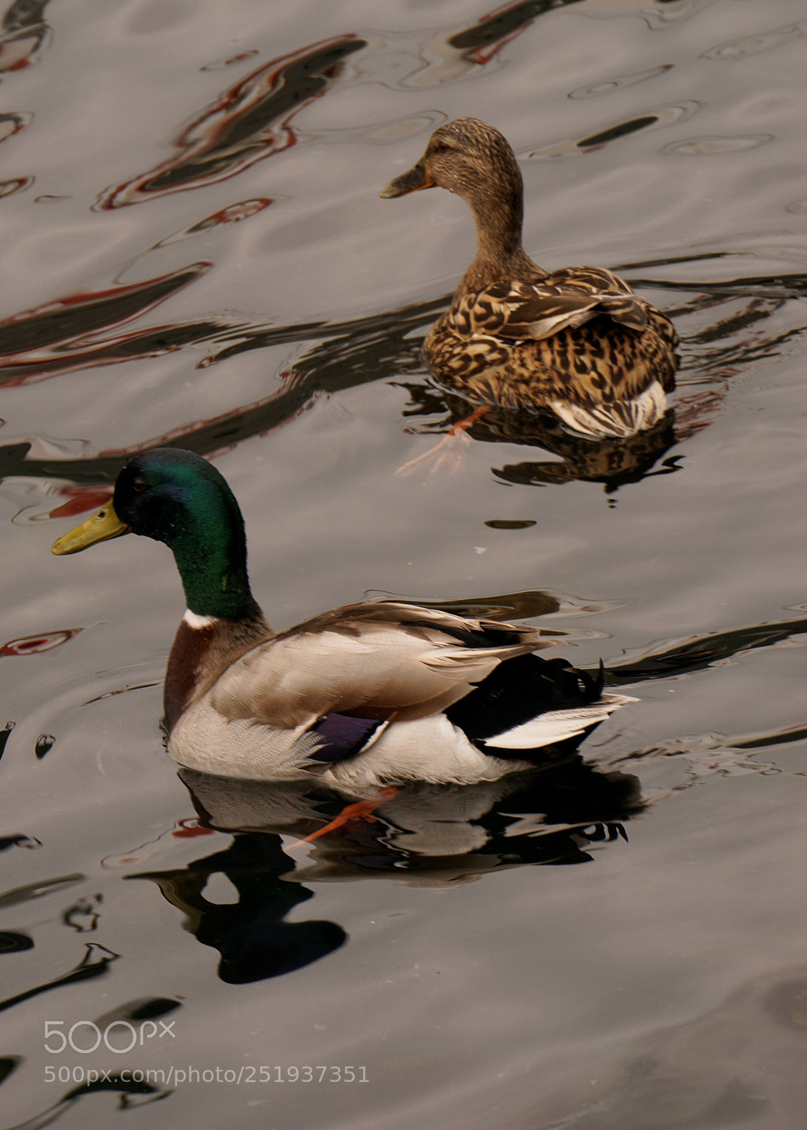 Sony a6000 sample photo. Wild ducks swimming along photography
