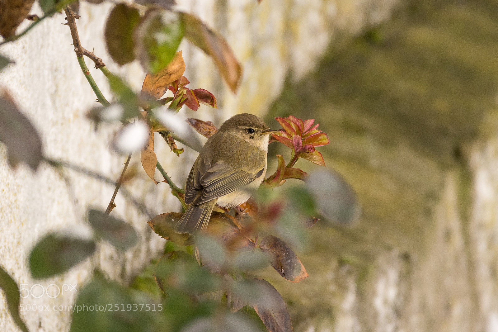 Nikon D7200 sample photo. Chiffchaff or willow warbler(?) photography