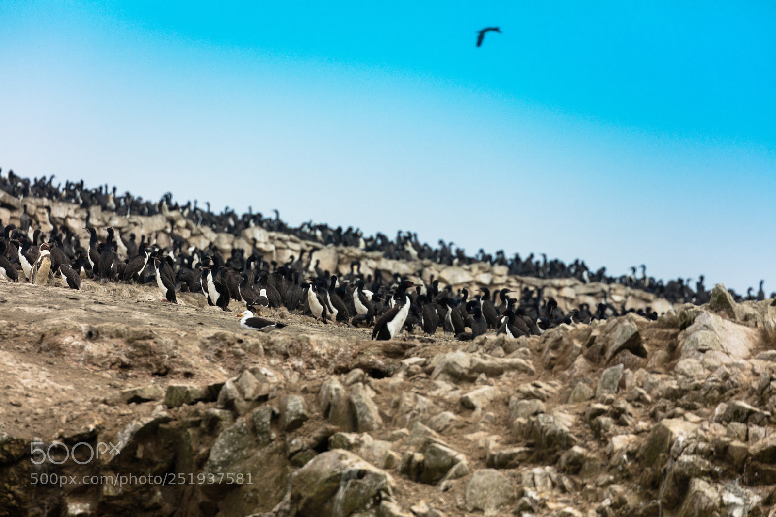 Canon EOS 5DS R sample photo. Ballestas islands, perù photography