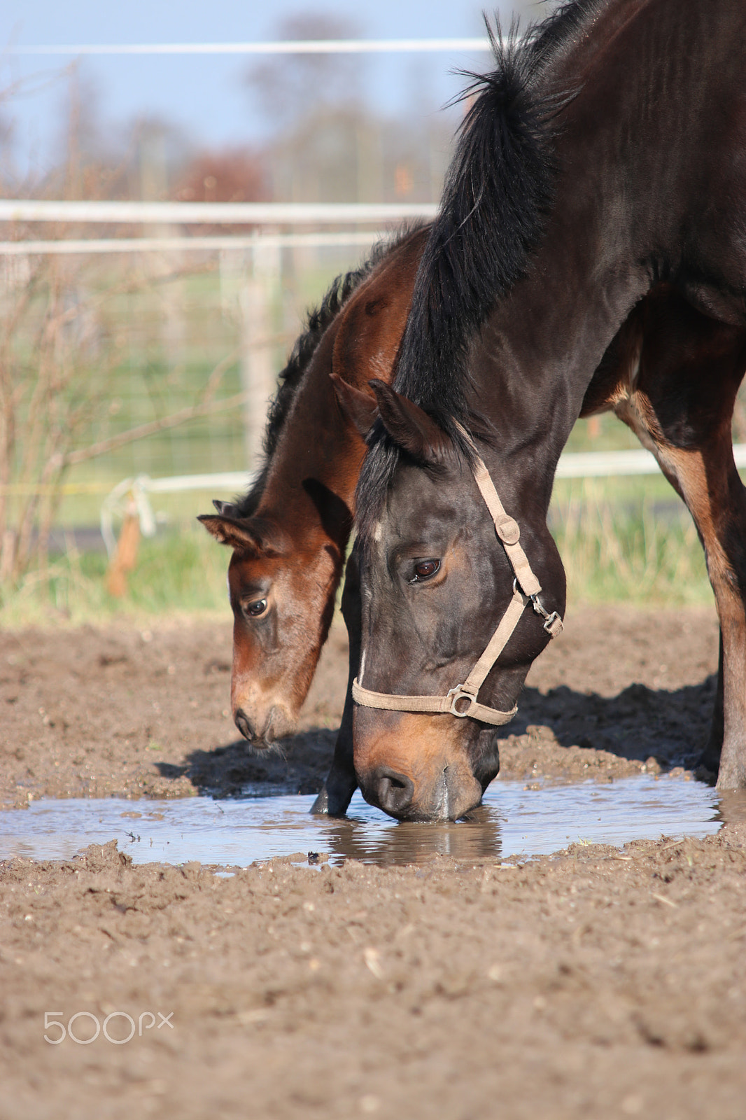 Sigma 70-200mm F2.8 EX DG OS HSM sample photo. New born photography