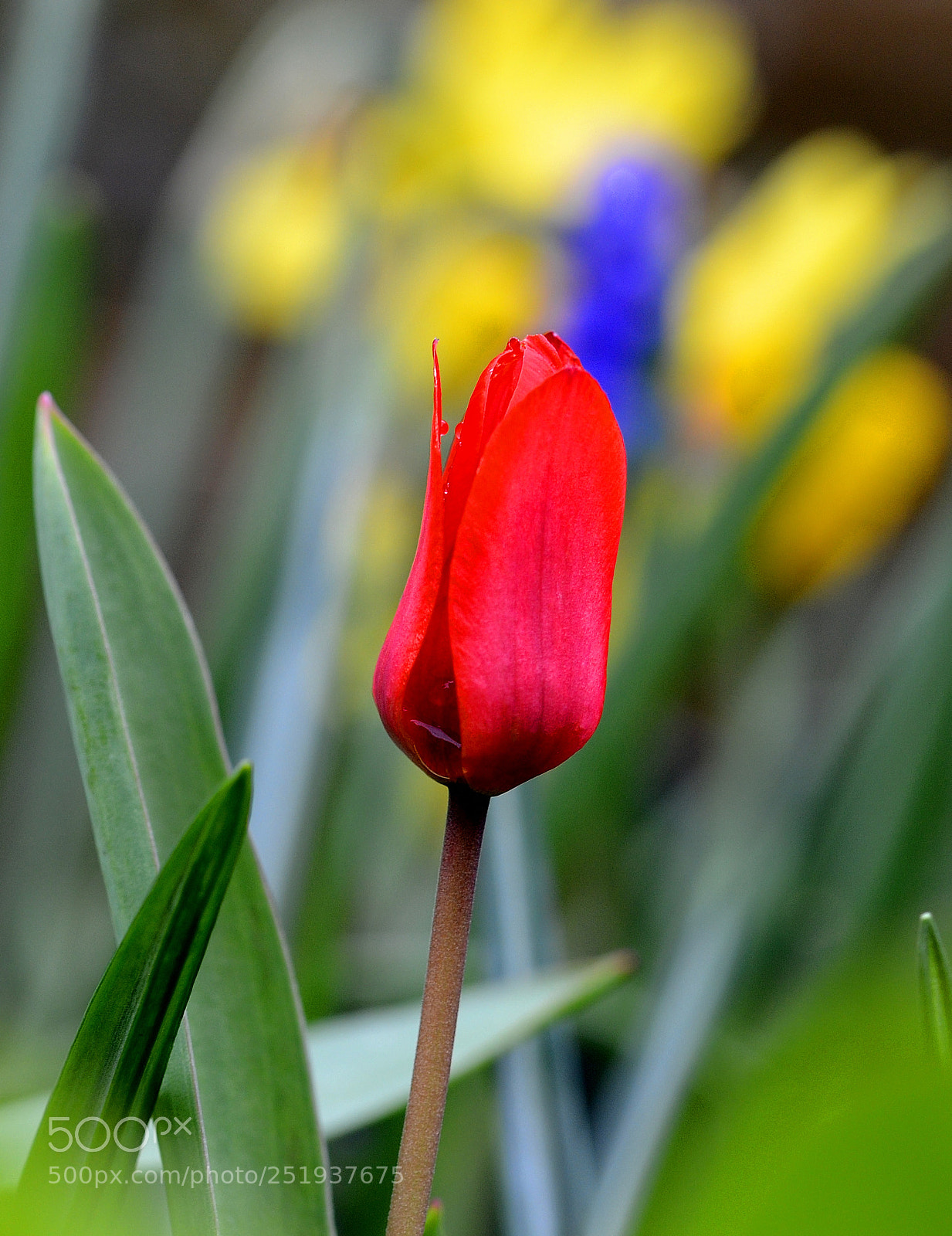 Nikon D7000 sample photo. Red tulip photography