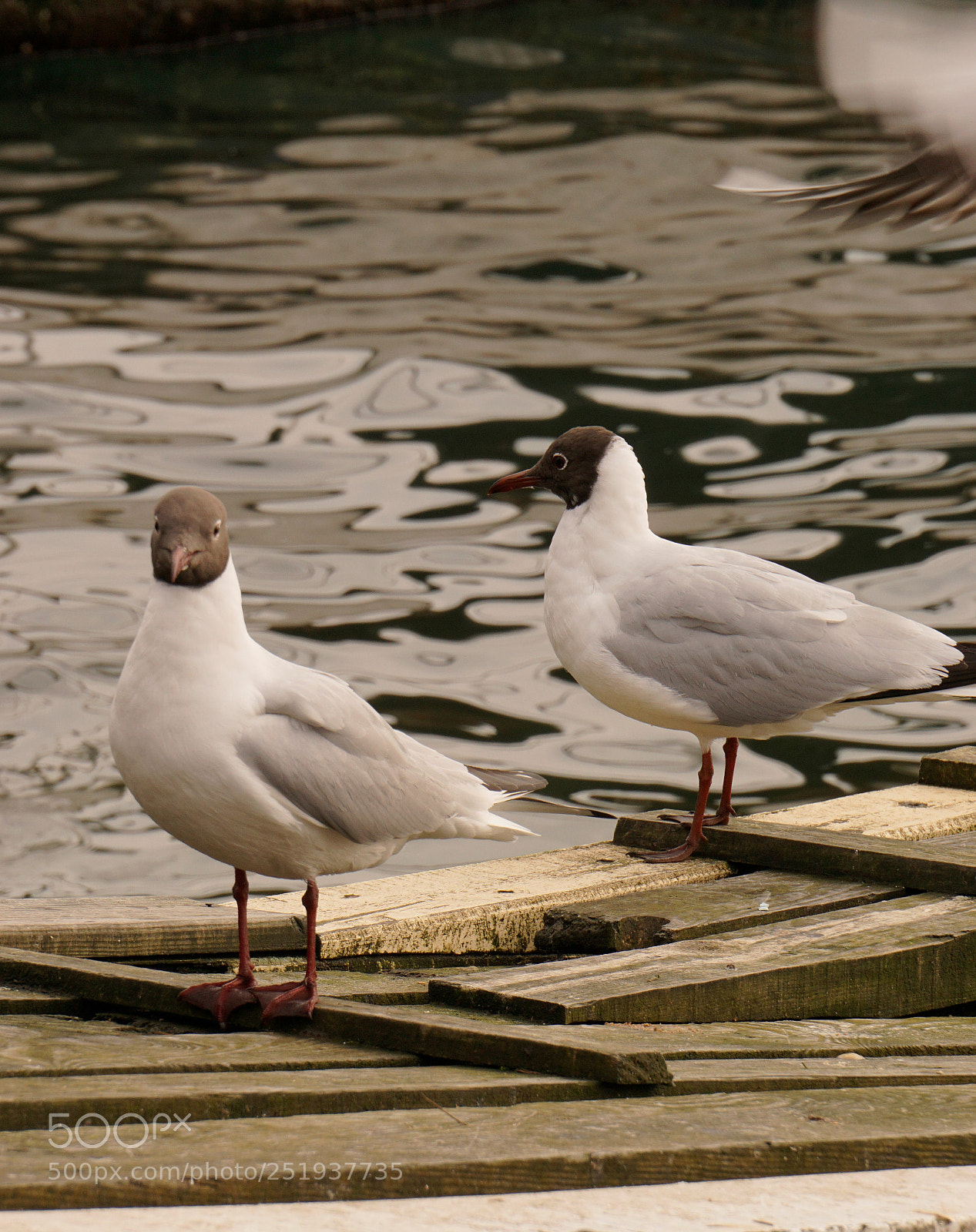 Sony a6000 sample photo. These seagulls are new photography