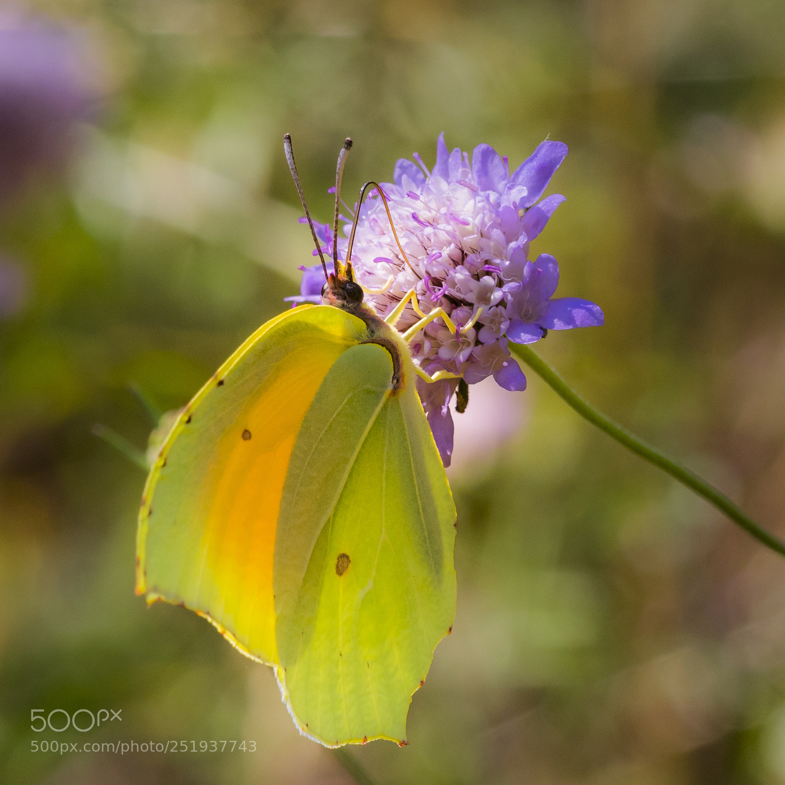 Nikon D500 sample photo. Gonepteryx cleopatra photography