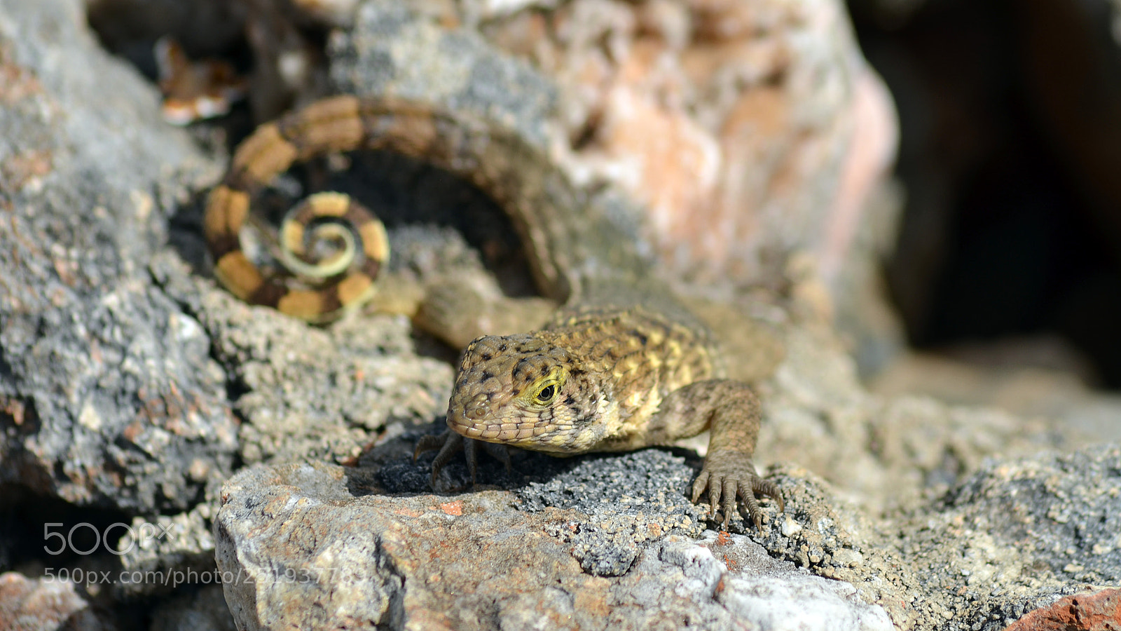 Nikon D5100 sample photo. Northern curly-tailed lizard. photography