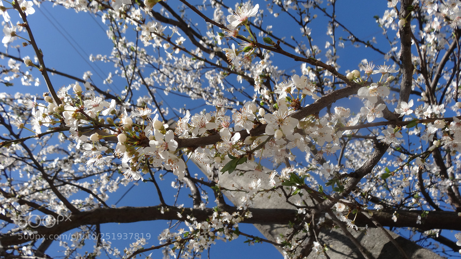 Sony Cyber-shot DSC-HX20V sample photo. Spring photography