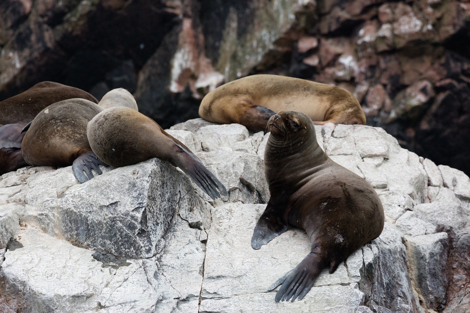 Canon EOS 5DS R sample photo. Ballestas islands, perù photography