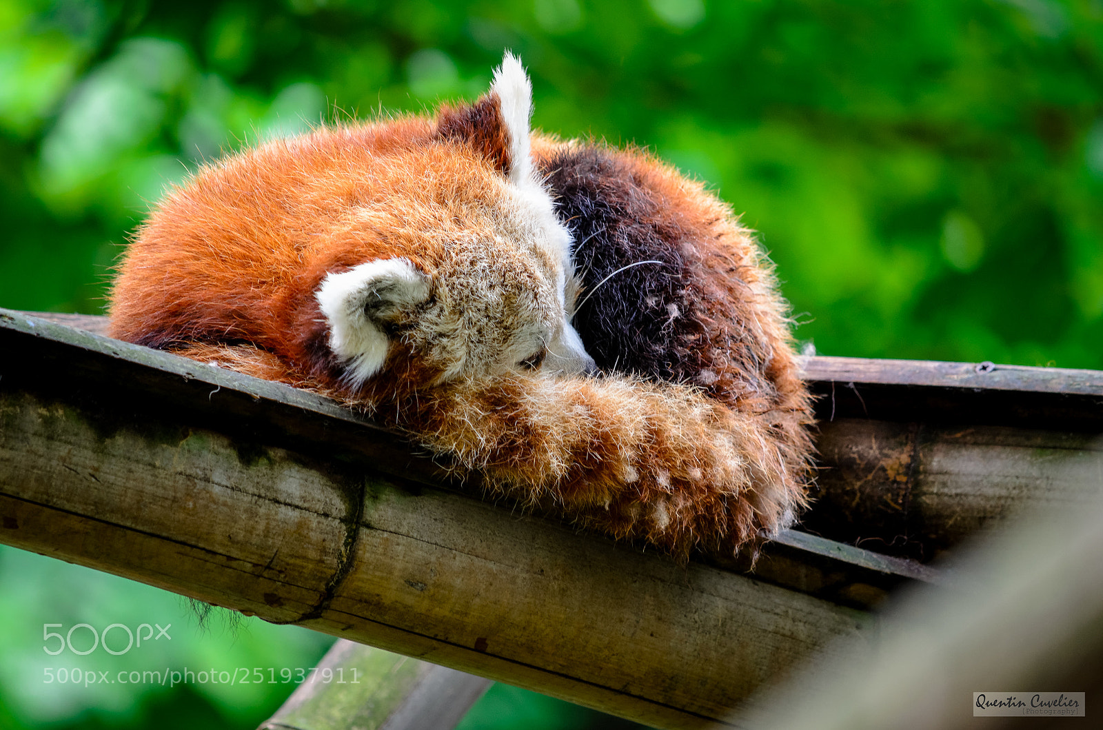 Nikon D7000 sample photo. Firefox sleeping photography