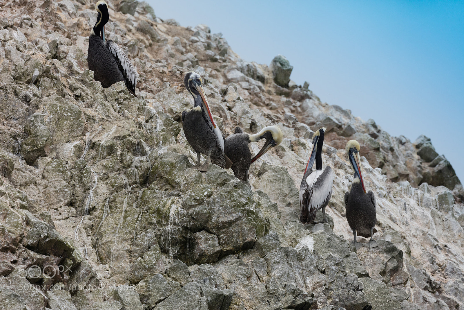 Canon EOS 5DS R sample photo. Ballestas islands, perù photography