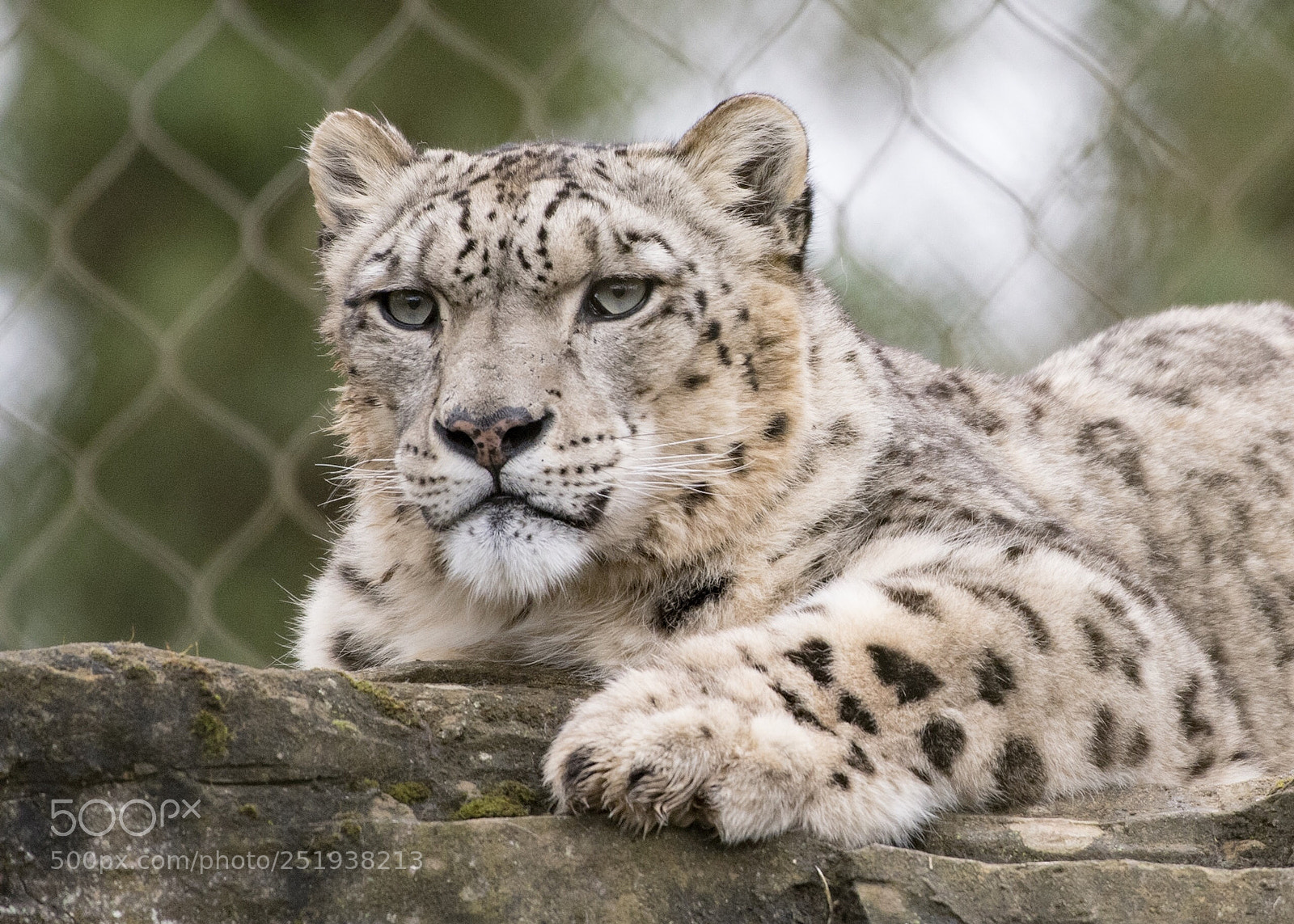 Nikon D500 sample photo. Snow leopard photography