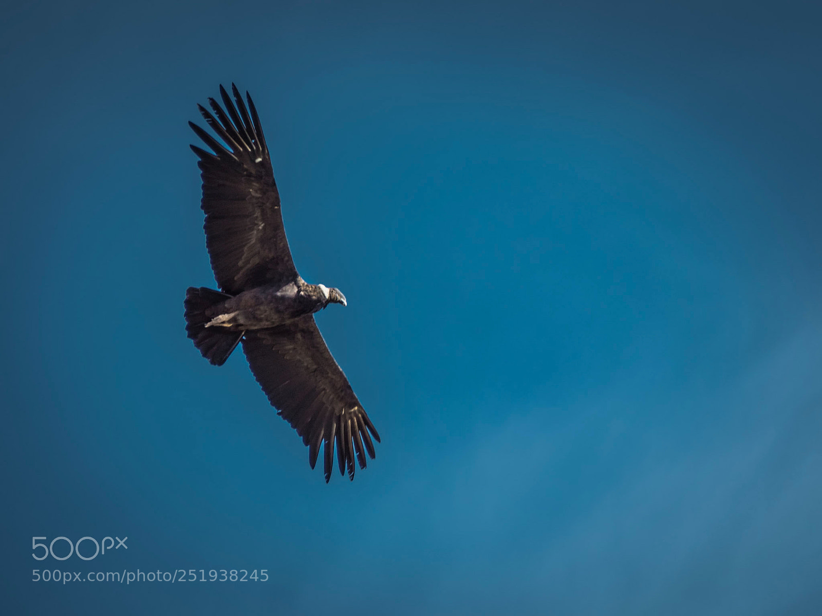 Olympus OM-D E-M5 II sample photo. Condor of the andes photography