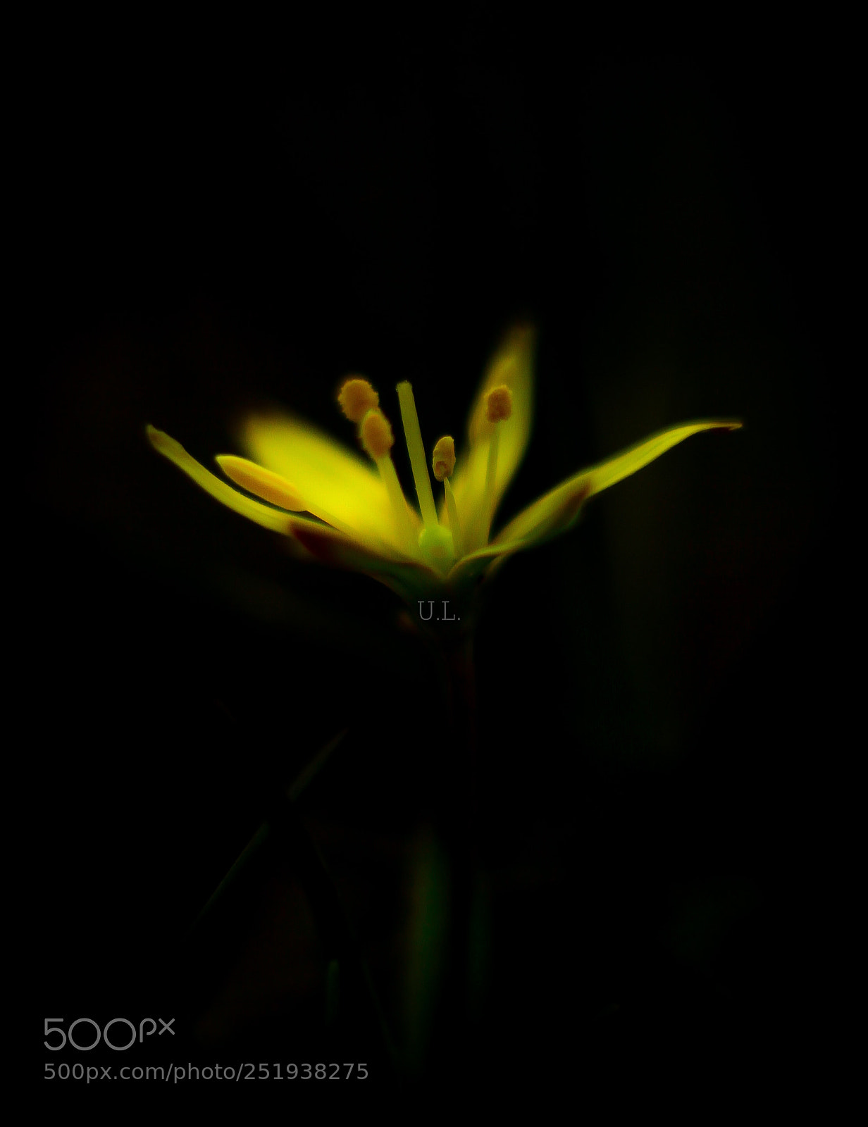 Canon EOS 50D sample photo. The dark forest of photography