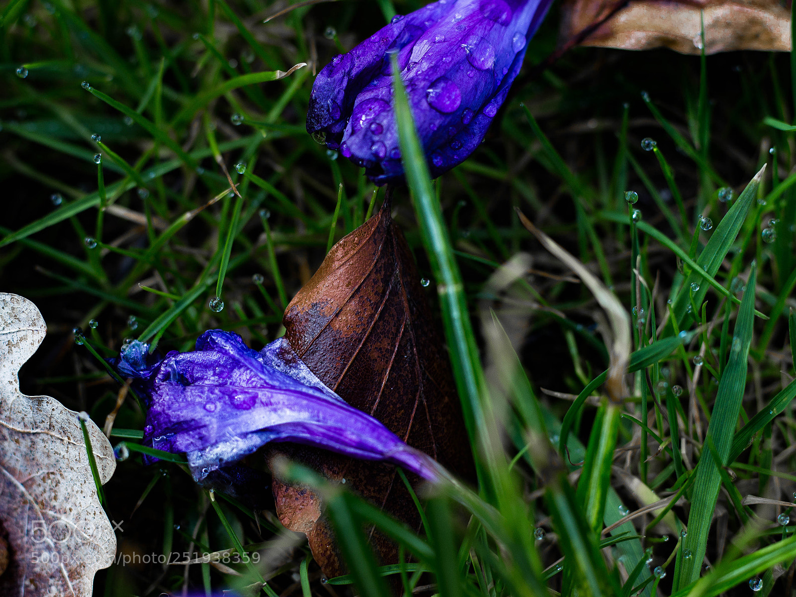 Canon EOS 100D (EOS Rebel SL1 / EOS Kiss X7) sample photo. After rain photography