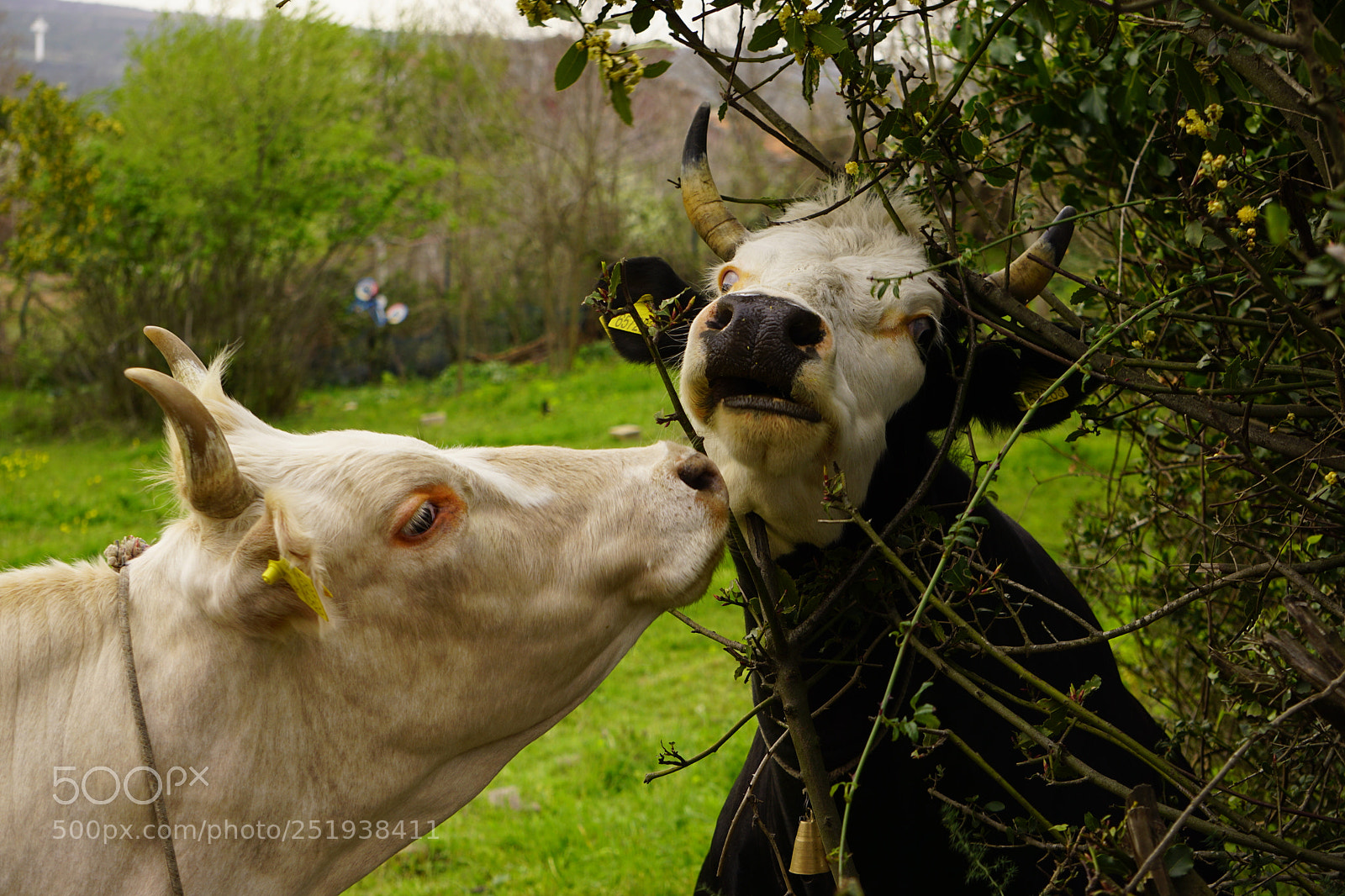 Sony a6000 sample photo. These istanbul cows know photography