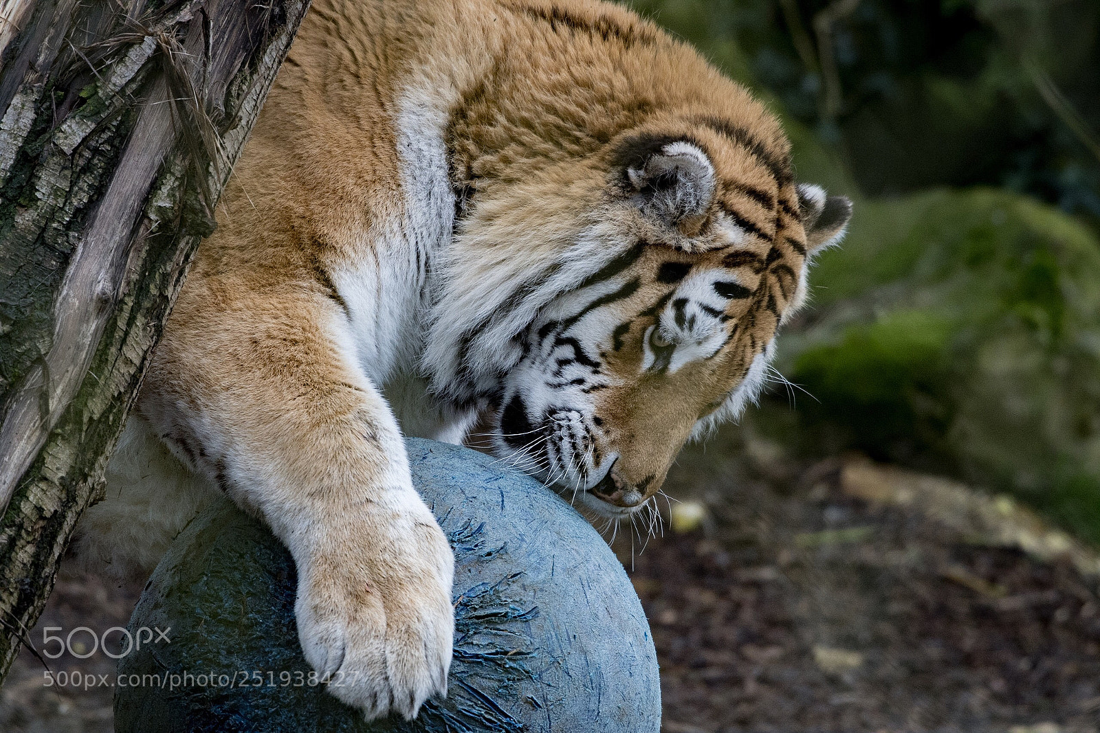 Nikon D500 sample photo. Tiger playing with ball photography